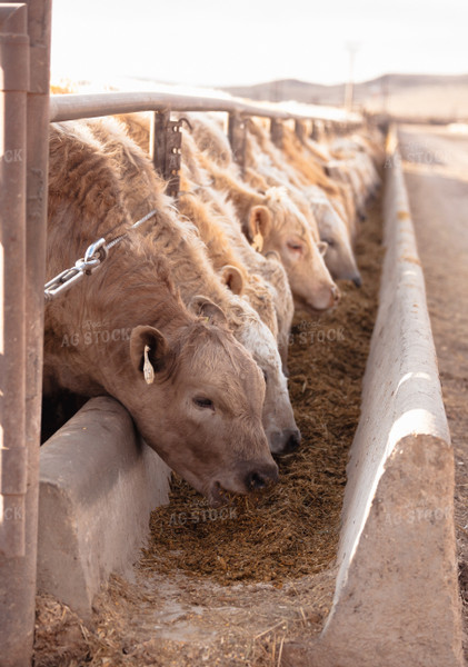 Charolais Cattle Eating in Feedlot 114072