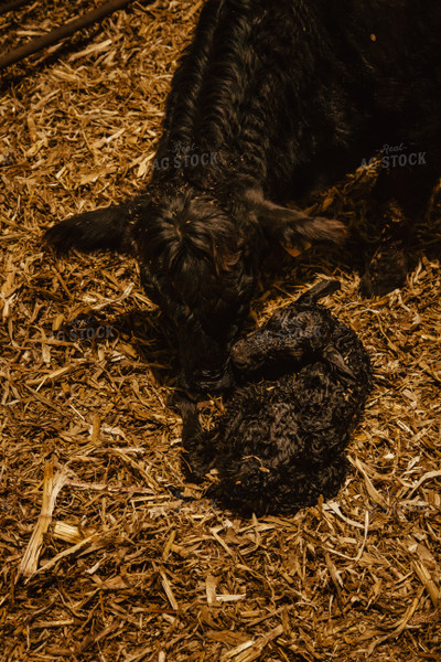 Newborn Calf and Cow 67586