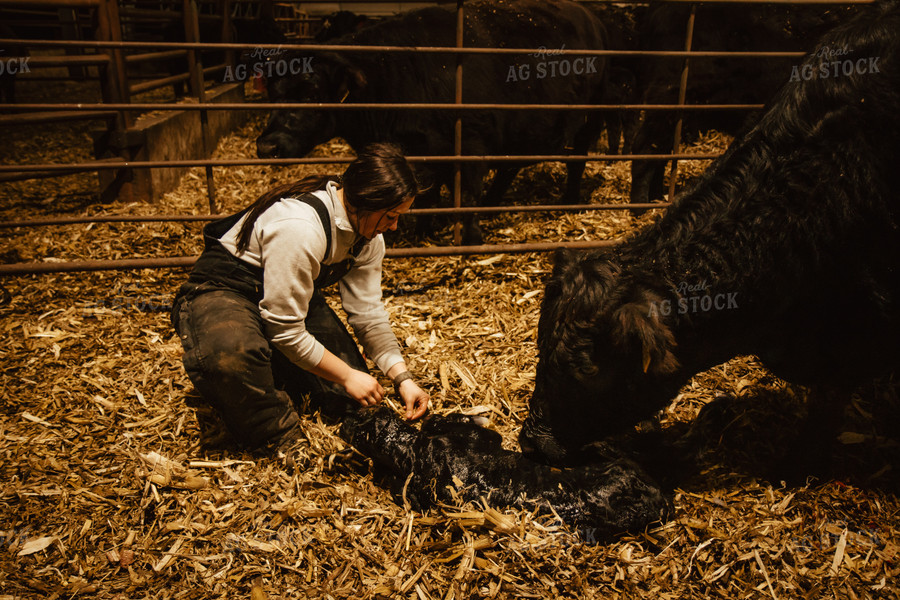 Female Farmer Pulling Calf 67591