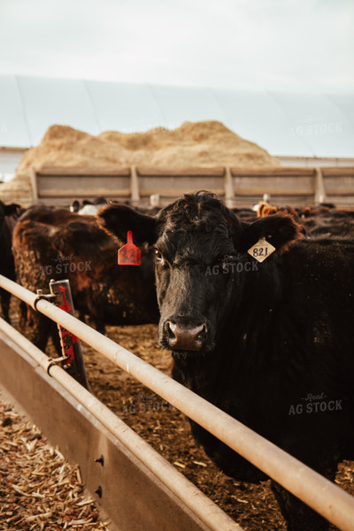 Cattle on Feedlot 67598