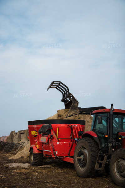 Feeding Cattle 67601