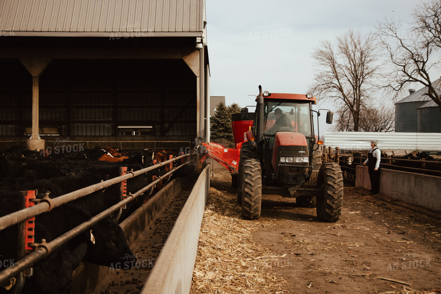 Feeding Cattle 67605