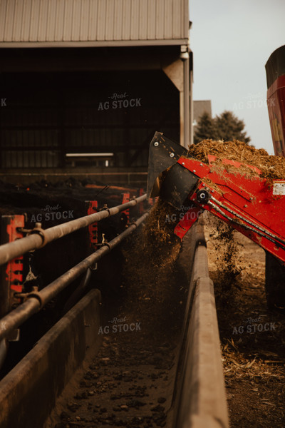 Feeding Cattle 67607