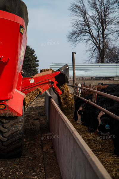 Feeding Cattle 67609