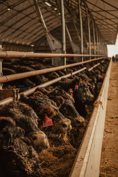 Cattle Eating in Feedlot 67628