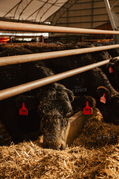 Cattle Eating in Feedlot 67629