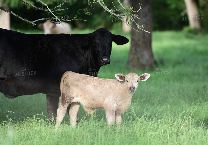 Cow-Calf Pair 192001
