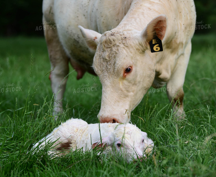Charolais Cow with Newborn Calf 192008