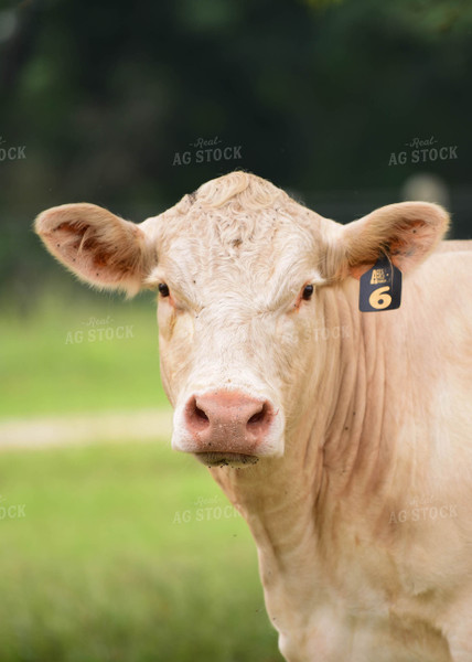 Charolais Cattle 192015