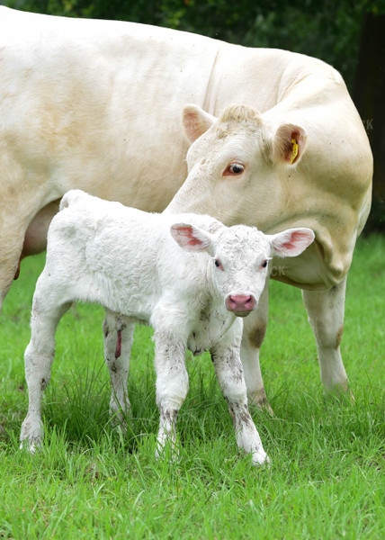 Charolais Cow with Newborn Calf 192019