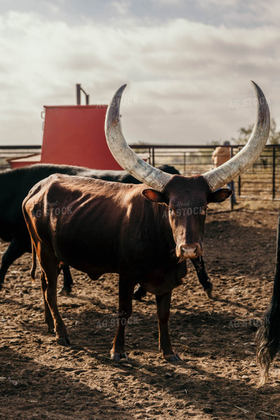 Longhorn Cattle 98069