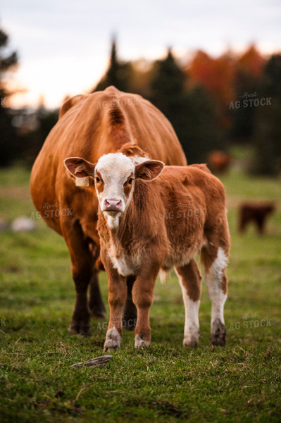 Hereford Cow Calf Pair 195006