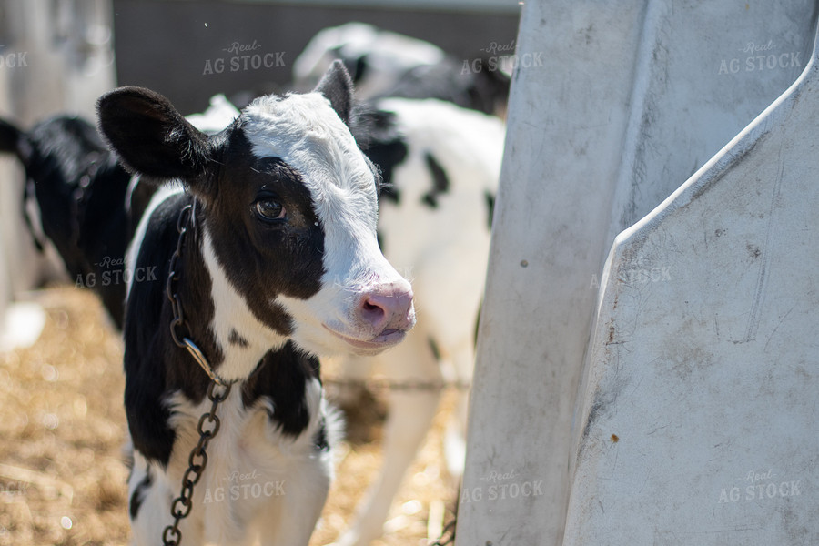 Holstein Calf 50439