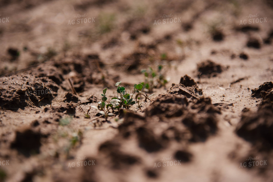 Early Growth Soybeans 137063