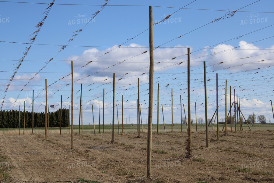 Bare Trellises 198019