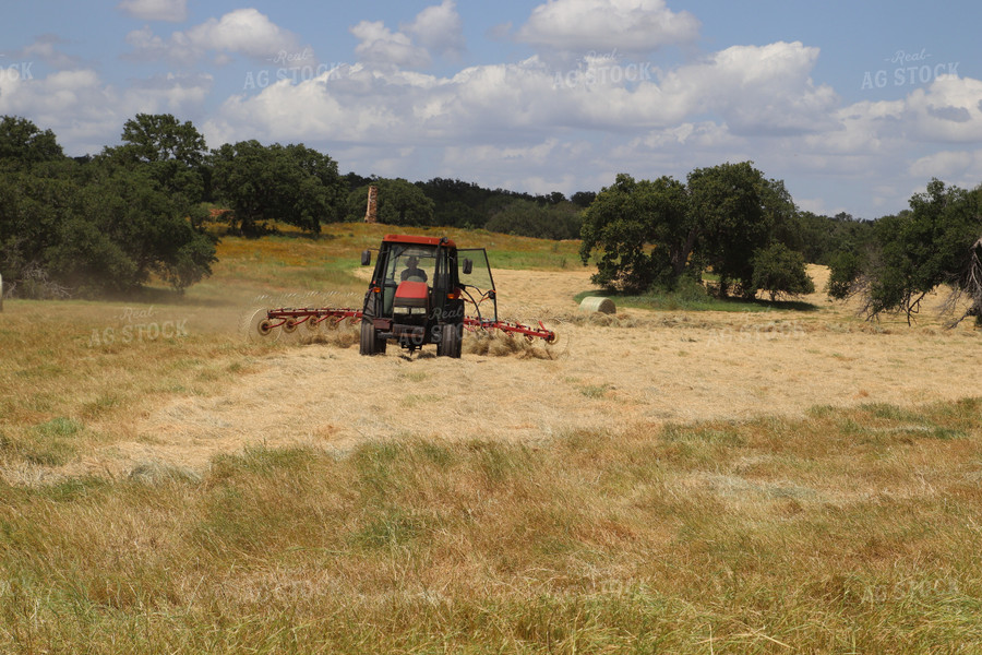 Raking Hay 102101