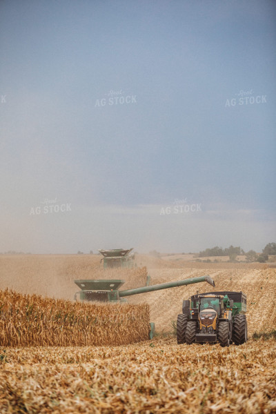 Corn Harvest 215011