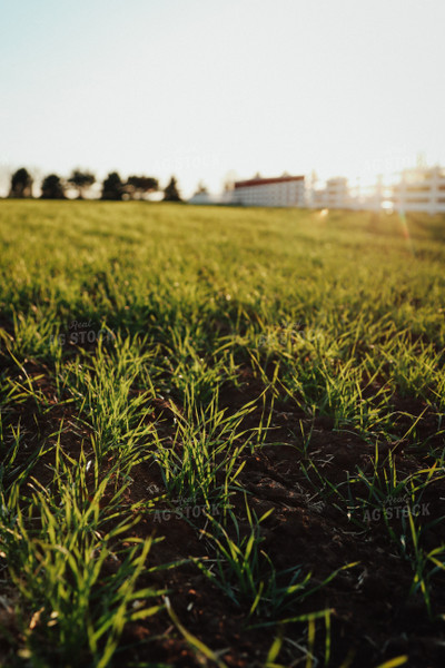 Early Growth Wheat 83130