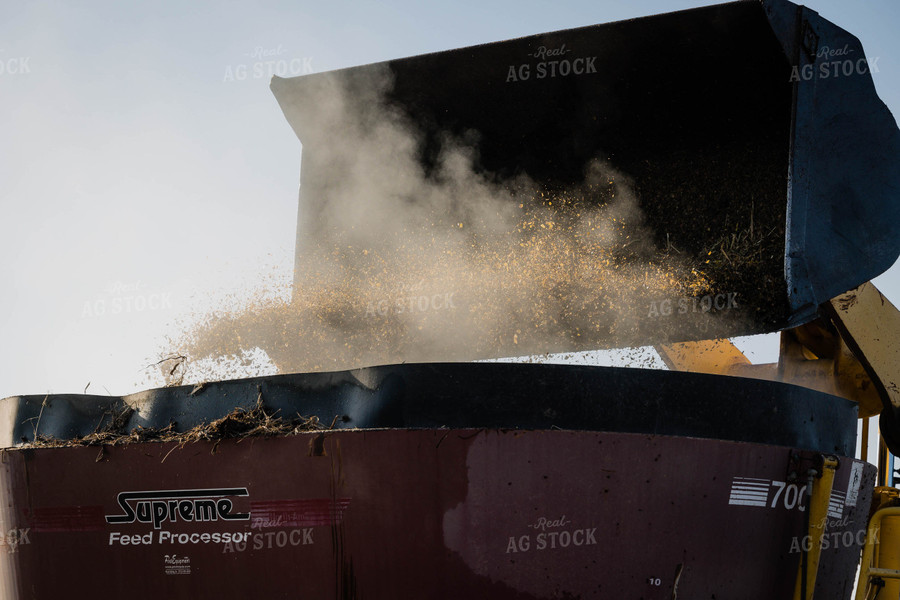 Feeding Cattle 219020