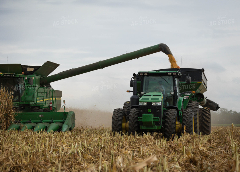 Corn Harvest 219038