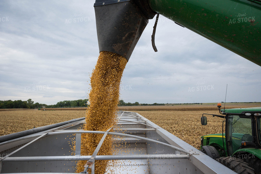 Corn Harvest 219041