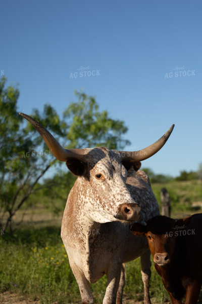 Cow Calf Pair 205041