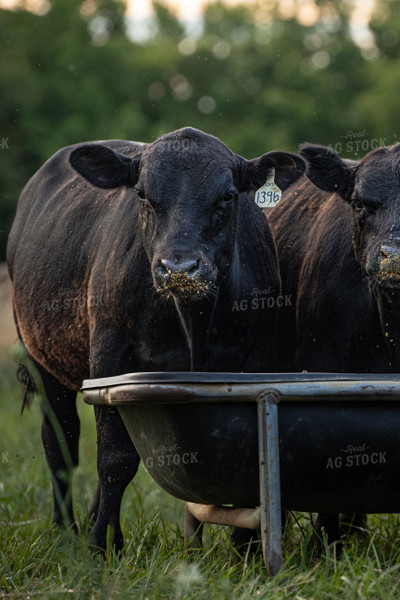 Angus Cattle Eating on Pasture 189048