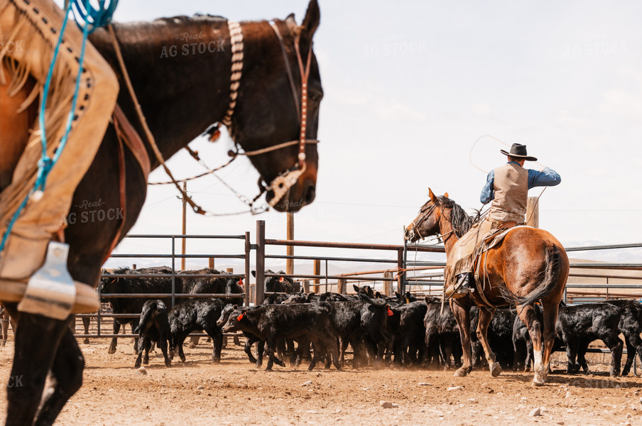 Rancher Roping Cattle on Ranch on Horseback 225005