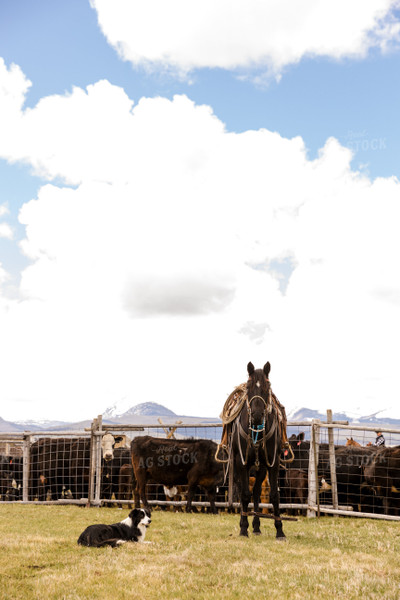 Working Cattle Setup 225014