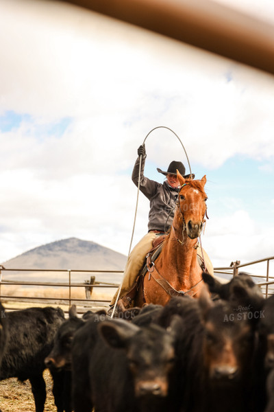 Female Rancher Roping Cattle on Horseback 225024