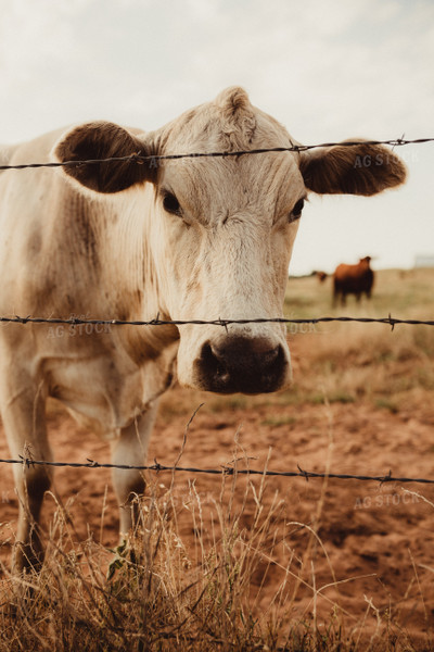 Charolais Cow 203058