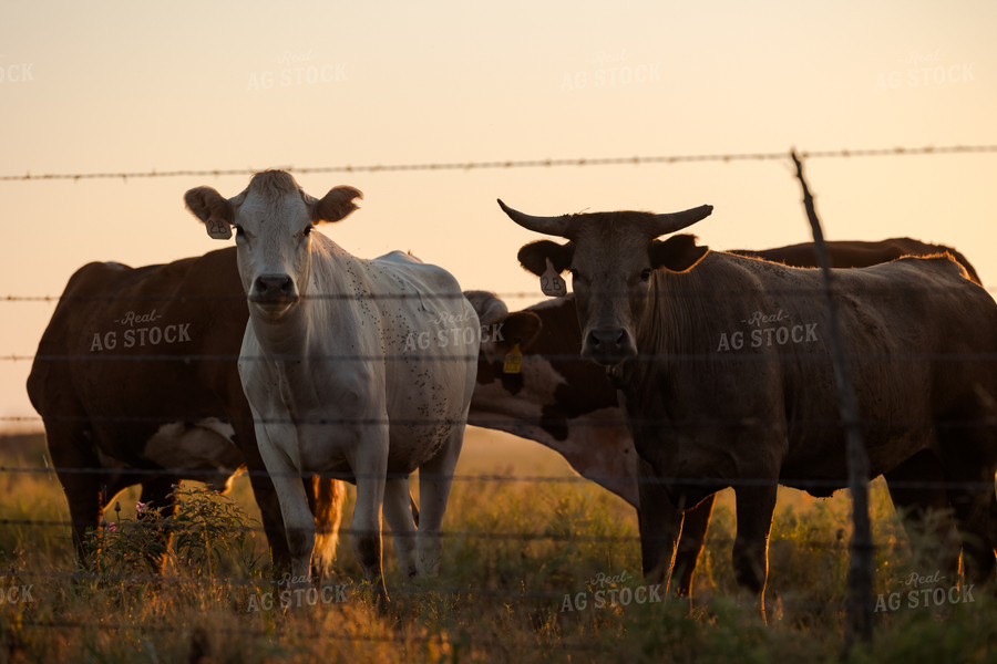 Shorthorn Cattle 205066