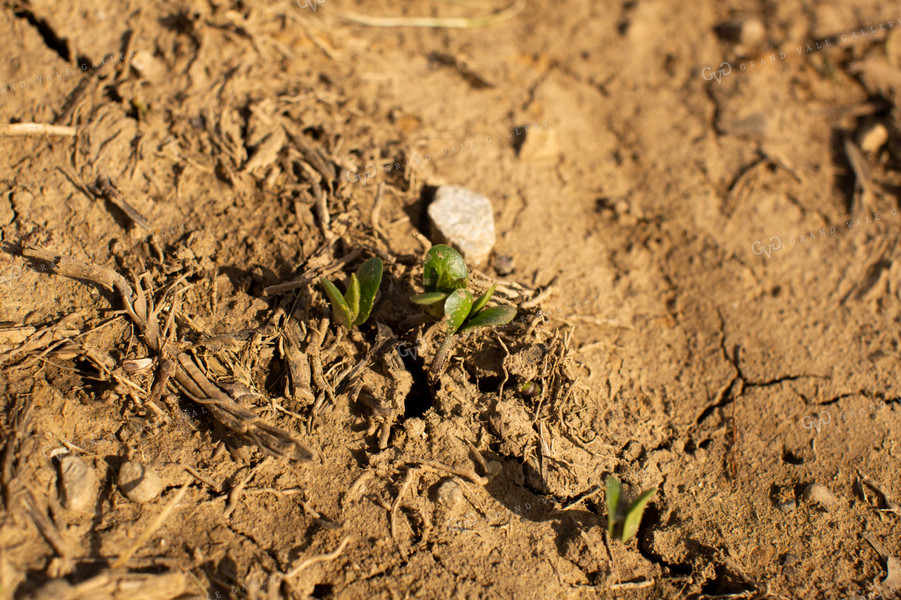 Soybeans - Early Growth 2980