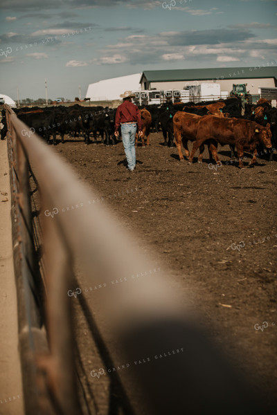 Feedyard 3032