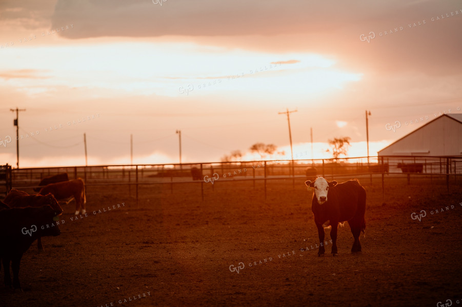 Feedyard 3119