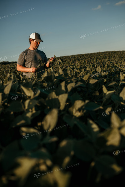 Farmer in Soybean Field Counting Pods 3173