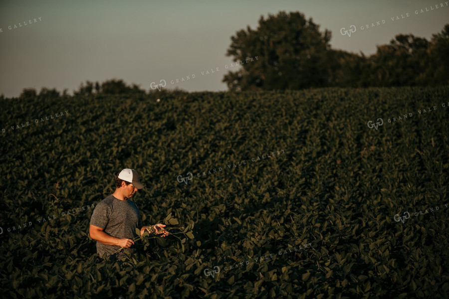 Farmer in Soybean Field Counting Pods 3179