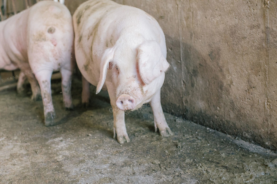 Pig in Pen in Modern Barn 3219