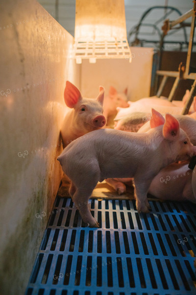 Piglets in Farrowing Stall 3253