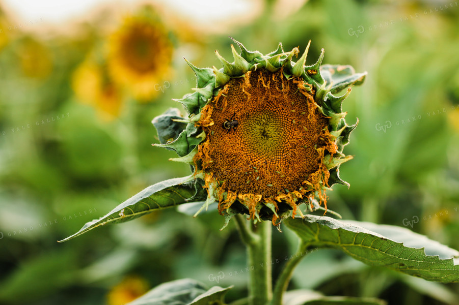 Bee Pollinating Sunflower 3267