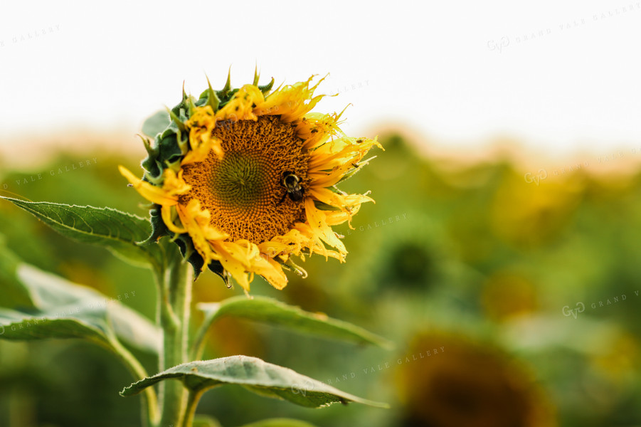 Bee Pollinating Sunflower 3268