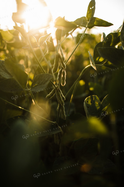 Soybean Pods at Sunrise 3276