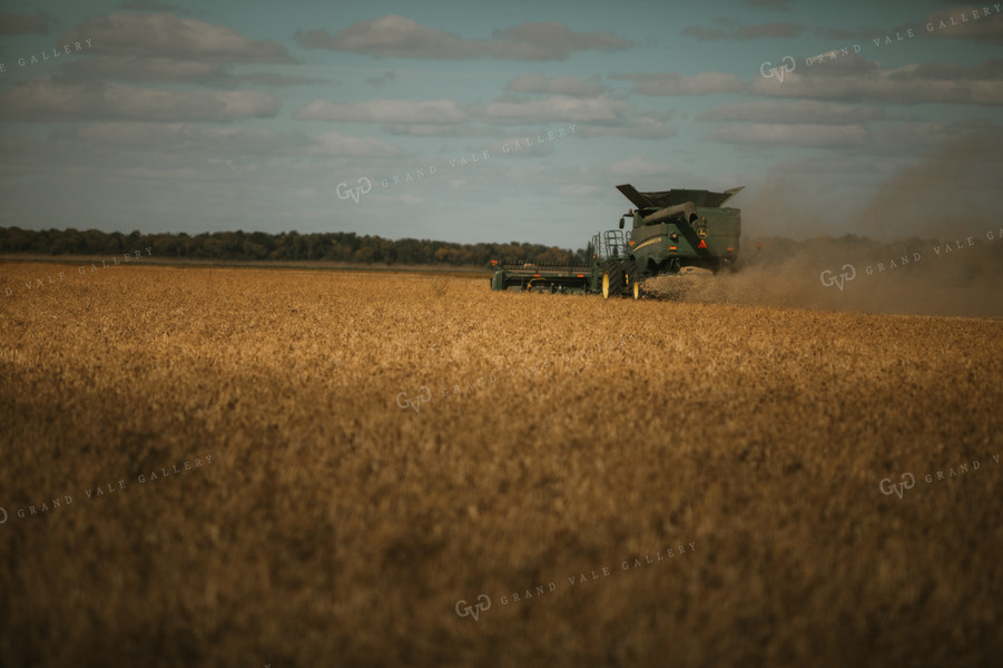 Combine Harvesting Beans 3291