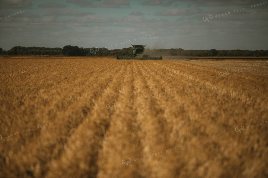 Combine Harvesting Beans 3294