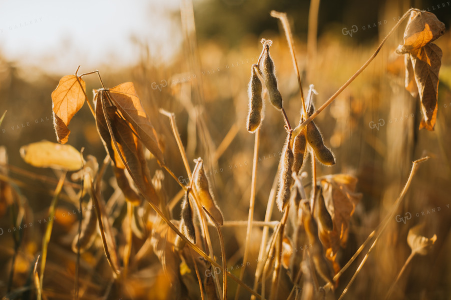 Dried Soybeans at Sunrise 3300