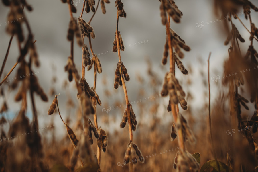 Dry Soybeans Under Cloudy Sky 3373