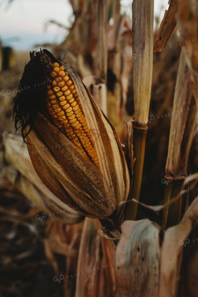 Dried Ear of Corn 3390
