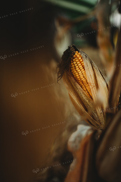 Dried Ear of Corn 3394