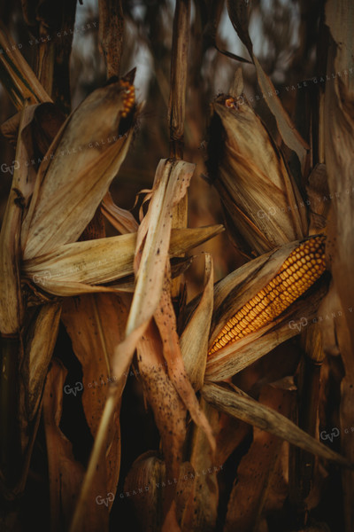 Dried Ear of Corn 3401