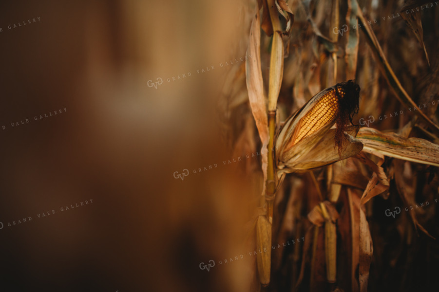 Dried Ear of Corn 3403